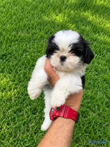 OFERTA CACHORRO SHIH TZU HEMBRA UBICADO EN SANTO D
