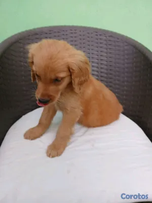 animales y mascotas - Golden Retriever no te quedes sin el tuyo  5
