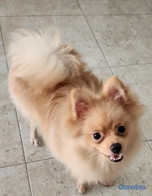 animales y mascotas - CACHORRO POMERANIA PURO 3
