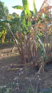 se vende terreno en San Cristóbal ideal para villa o 🏡 casa de campo 