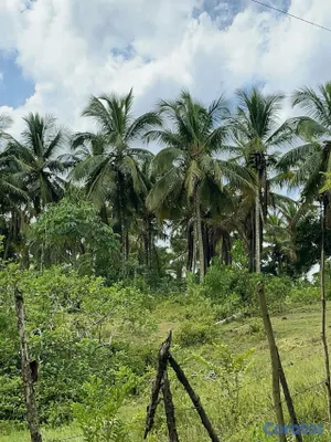 solares y terrenos - SEMBRADÍO DE COCOS CON VISTA PRIVILEGIADA 🌴🌅 5