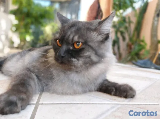 animales y mascotas - Persa gris exótico pelo largo ojos naranja intenso. 2