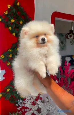 animales y mascotas - hermosos cachorritos pomerania osito peludos  4