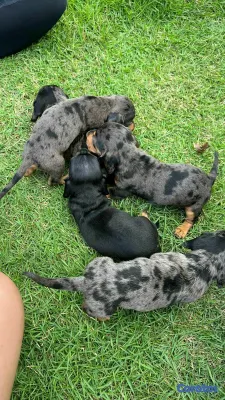 animales y mascotas - Hermosos Cachorritos de Salchichas merle exoticos 4