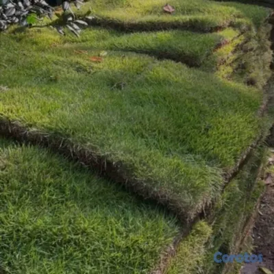 herramientas, jardines y exterior - Vendo todos tipos de paletas de zacate.

San Agustín 
Bermuda.
Zoysia.
 18