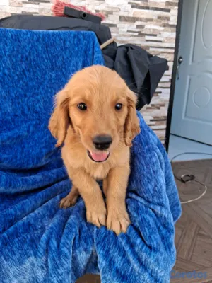 animales y mascotas - Golden Retriever no te quedes sin el tuyo  14