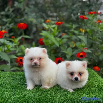 animales y mascotas - Pomerania mini 2