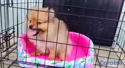 OFERTA CACHORRO POMERANIA HEMBRA EN UBICADO EN SAN