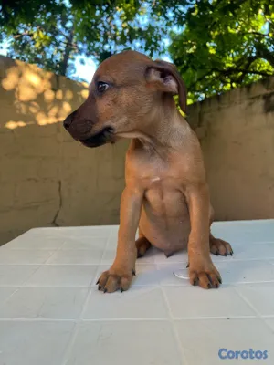 animales y mascotas - mix de Rottweiler con Pitbully 4