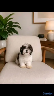 animales y mascotas - hermosos cachorritos shitzu toy 4