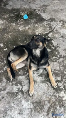 animales y mascotas - En adopción cachorros de padre pastor alemán y mad 2