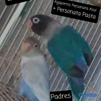 animales y mascotas - Aves Exóticas de todas las razas y Mutaciones.... 3