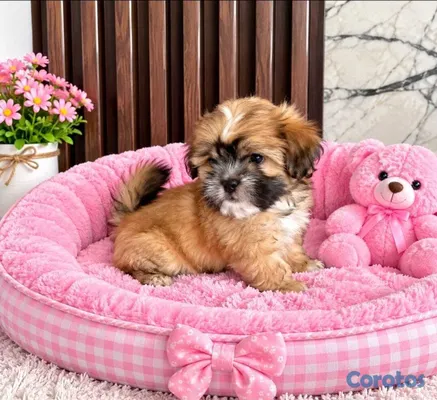 animales y mascotas - OFERTA CACHORRO SHIPOO HEMBRA EN UBICADO EN SANTO  3