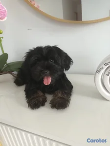 shihpoo en venta 