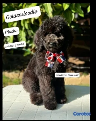 animales y mascotas - French Poodle Gigante y Goldendoodle de oportunidad!!! 6