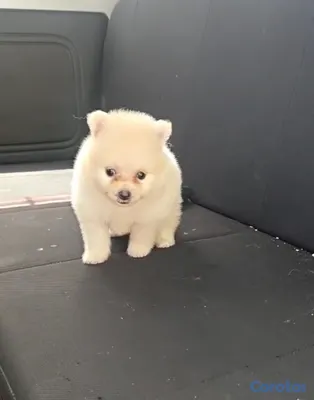 animales y mascotas - Cachorros Huskie y Pomerania dé venta 3
