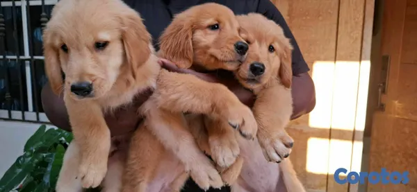 animales y mascotas - hermosos cachorritos de golden retrievee  11