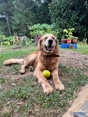 animales y mascotas - Golden Retreiver y Labrador recibimos en donacion ,solo hembras sanas 6