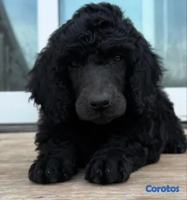 animales y mascotas - French Poodle Gigante y Goldendoodle de oportunidad!!! 4