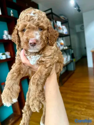 animales y mascotas - hermosos cachorritos goldendoodle  4