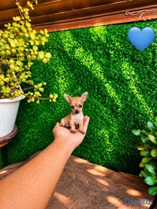 OFERTA CACHORRO CHIHUAHUA MACHO MINI UBICADO EN SA