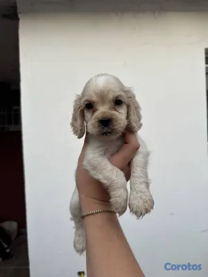 animales y mascotas - OFERTA CACHORRO COCKER SPANIEL AMBOS SEXO EN UBICA 3