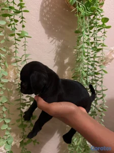 pug de Venta