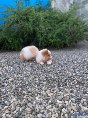animales y mascotas - Pomerania 3