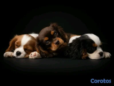 hermosos cachorritos de king cavalier 