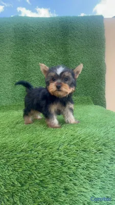 animales y mascotas - Cachorro Yorkie Mini 4