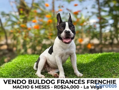 Vendo Bulldog francés Frenchie $24,000 macho 6 meses, blanco y negro