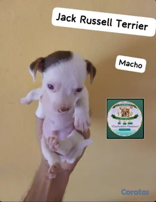 animales y mascotas - Jack Russell Terrier  3