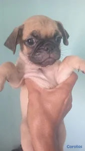 TU MASCOTA. LISTA