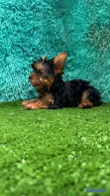 animales y mascotas - hermosos cachorritos de yorshire toy  6
