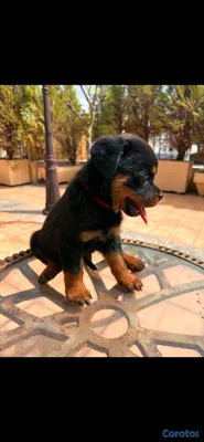 animales y mascotas - 🐾 Cachorros Rottweiler con Pedigree – Excelente Línea de Sangre 🐾 12