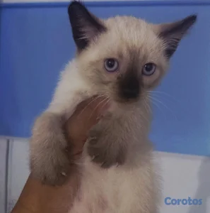 Gato siames 14 mil c/u 