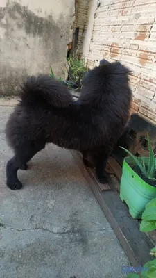 animales y mascotas - cachorros chow chow en venta 15,000 6
