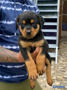 hermosos Cachorros de rottwailer ambos sexo