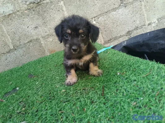 animales y mascotas - cachorrito Chipoo Macho  2