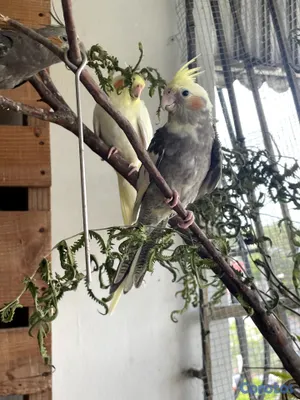 animales y mascotas - 🦜💕 CACATÚAS NINFAS / COCKATIELS 8