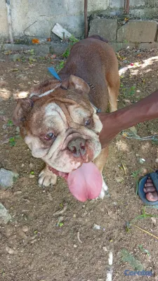 animales y mascotas - bulldog ingles  3