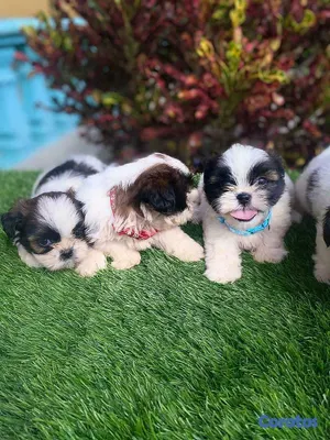 animales y mascotas - Cachorros Shipoo🐾🤍
Hembras y Machos 2
