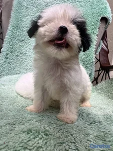 Especial de cachorro shipoo macho en santiago esta