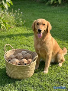 hermosos Cachorros de golden retriever ambos sexo