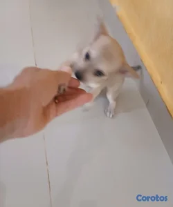 Chihuahua #2
