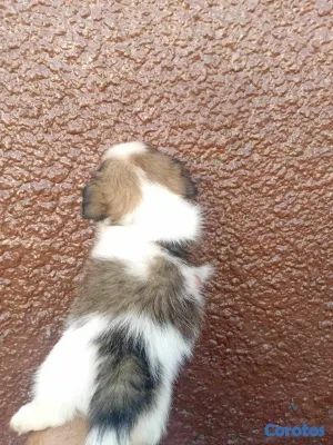 animales y mascotas - hermosos cachorritos de shipoo toy 4