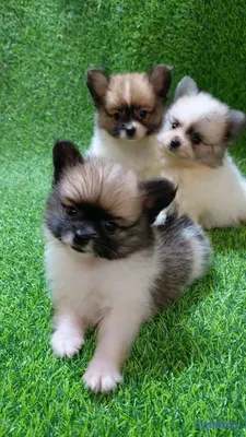 animales y mascotas - adorable cachorros pomerania macho 4