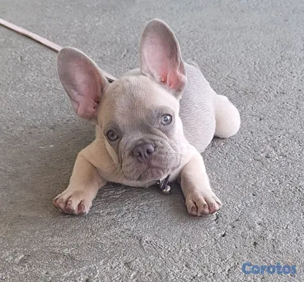 animales y mascotas - Bulldog Frances Toy  2