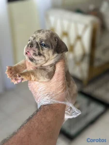OFERTA CACHORRO BULLDOG FRANCES AMBOS SEXO CON PEDIGRI UBICADO EN SANTO DOMINGO 