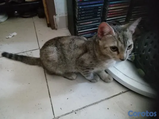 animales y mascotas - Gatita cazadora profesionañ 4